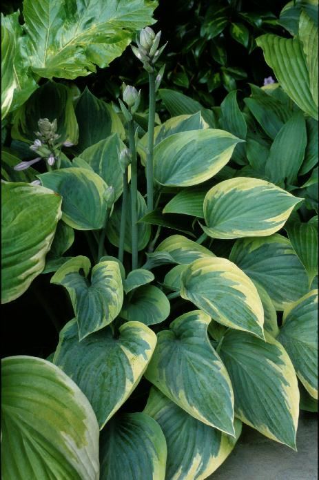 Hosta 'Peace'