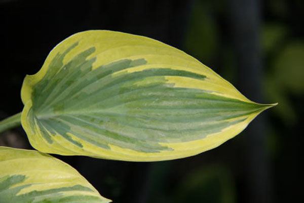 Hosta 'Peace'