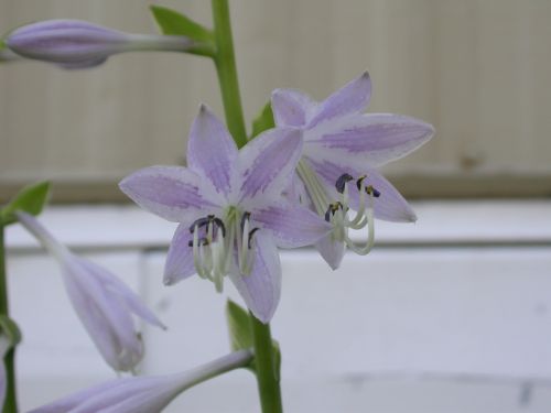 Hosta 'Percy'