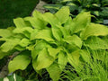 Hosta 'Prairie Fire'