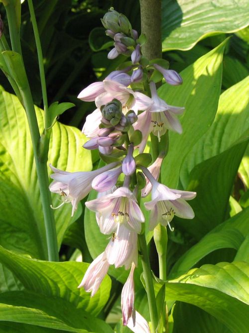 Hosta 'Rascal'
