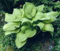 Hosta 'Rascal'