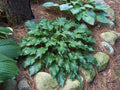 Hosta 'Raspberry Sorbet'
