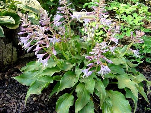 Hosta 'Raspberry Sorbet'