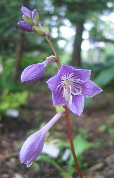 Hosta 'Red Hot Flash'