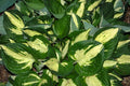 Hosta 'Revolution'