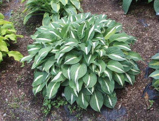 Hosta 'Risky Business'
