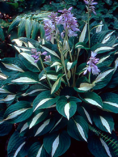 Hosta 'Risky Business'