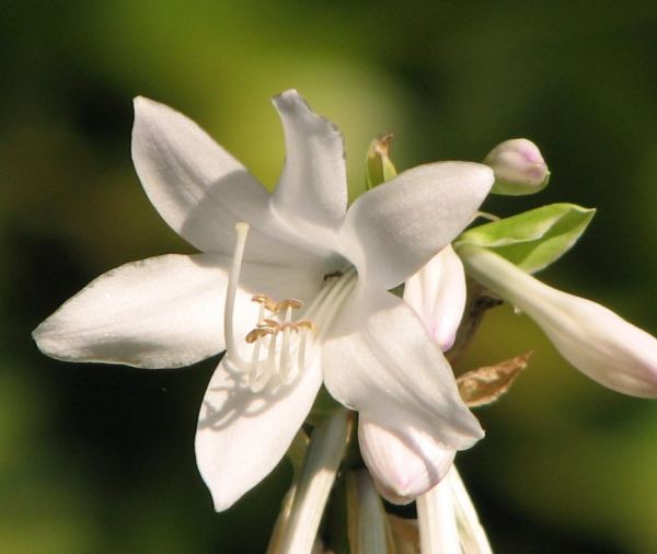 Hosta 'Royal Standard'