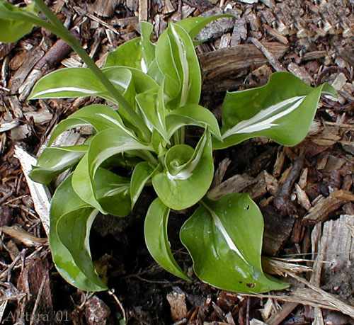 Hosta 'Royal Tiara'