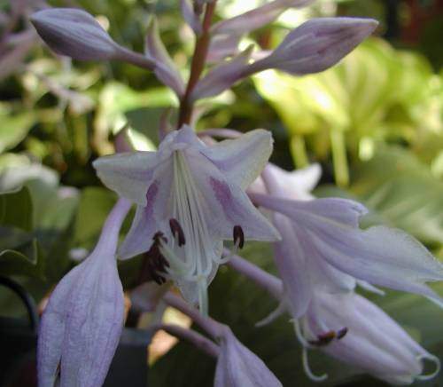 Hosta 'rupifraga'