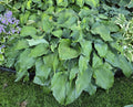Hosta 'rupifraga'