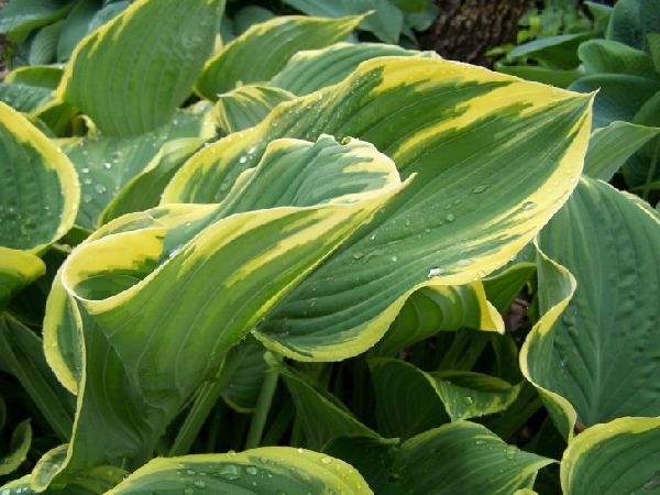 Hosta 'Sagae'