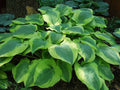 Hosta 'Satisfaction'