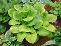 Hosta 'Skyrocket'