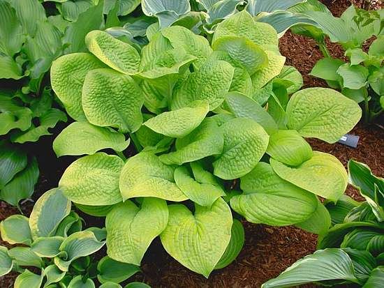 Hosta 'Skyrocket'