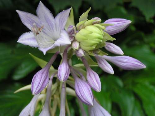 Hosta 'Spritzer'