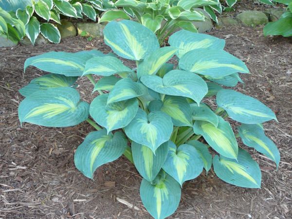 Hosta 'St. Paul'