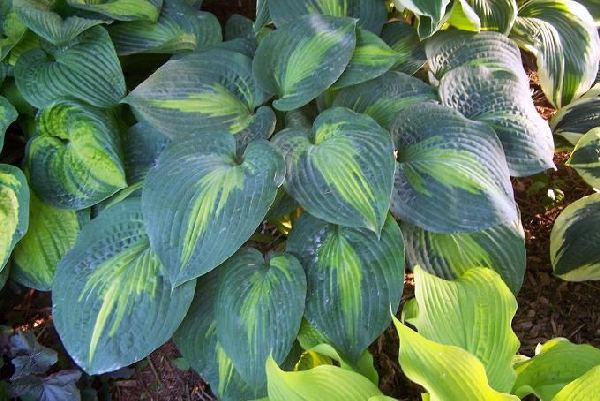 Hosta 'St. Paul'