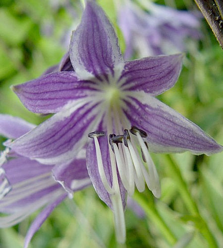 Hosta 'Stiletto'