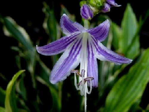 Hosta 'Stiletto'