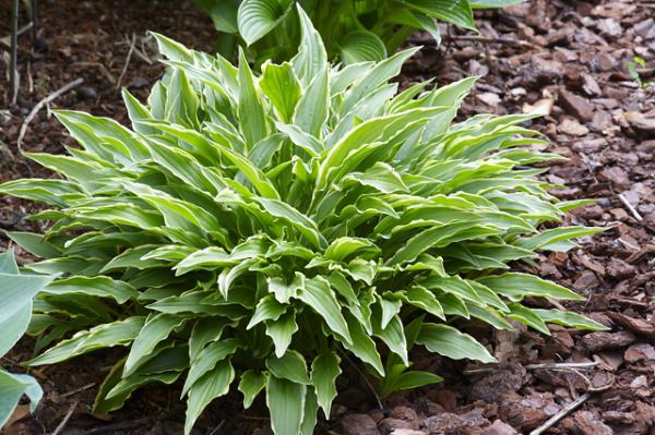 Hosta 'Stiletto'