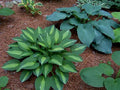 Hosta 'Striptease'
