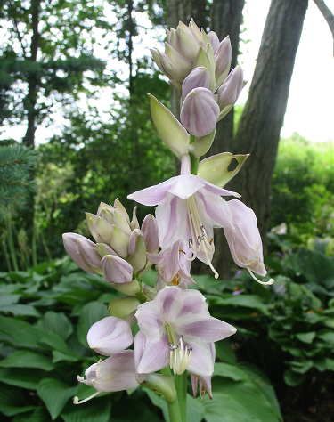 Hosta 'Sum of All'