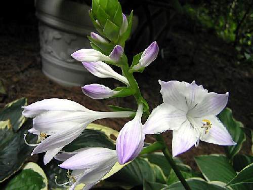 Hosta 'Summer Fragrance'