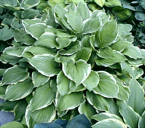Hosta 'Summer Fragrance'