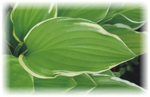 Hosta 'Summer Fragrance'