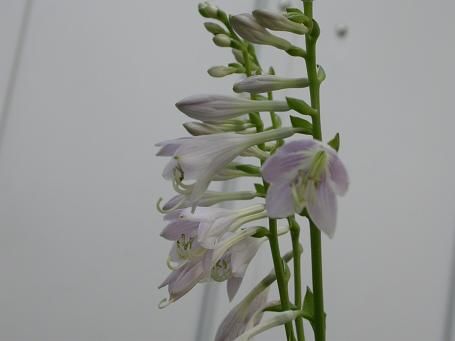 Hosta 'Teaspoon'