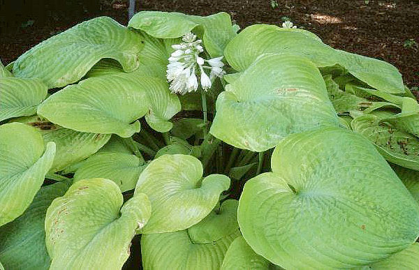 Hosta 'Thai Brass'