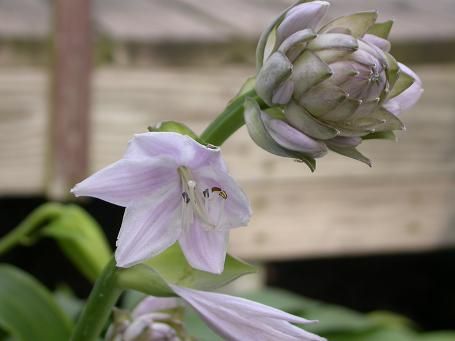 Hosta 'Titanic'