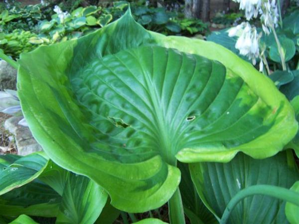 Hosta 'Titanic'