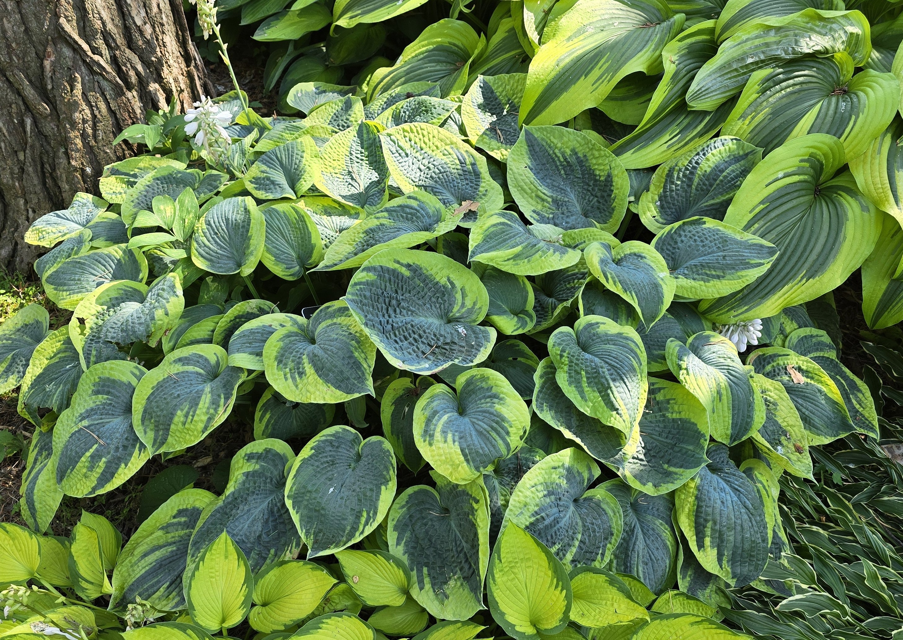 Hosta 'Tokudama Flavocircinalis'