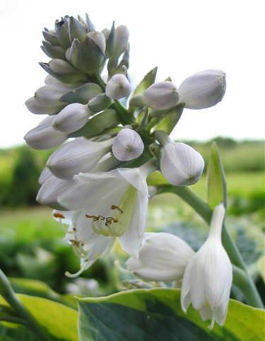 Hosta 'Tokudama Flavocircinalis'