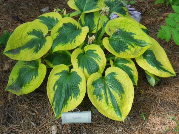 Hosta 'Tootie Mae'