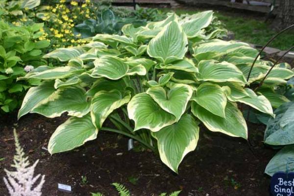 Hosta 'Victory'