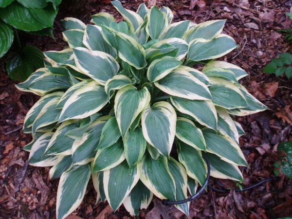 Hosta 'Wolverine'