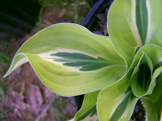 Hosta 'Yellow Polka Dot Bikini'
